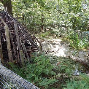 Eurasian beaver habitat 030924