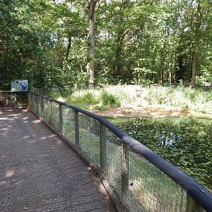 Eurasian beaver habitat 030924