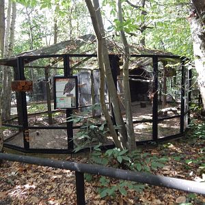 Little owl aviary 030924