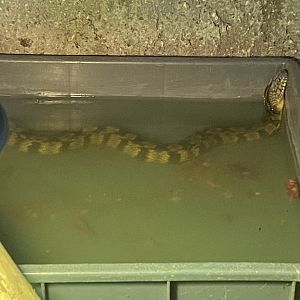 Reptile House - Dismondback watersnake 030924