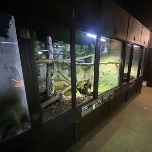 Reptile House - Russian ratsnake exhibit 030924