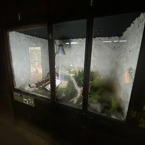 Reptile House - Leopard snake exhibit 030924