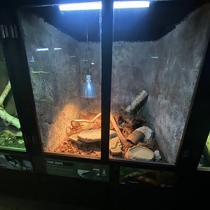 Reptile House - Corn snake exhibit 030924