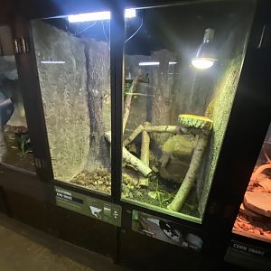 Reptile House - California kingsnake exhibit 030924