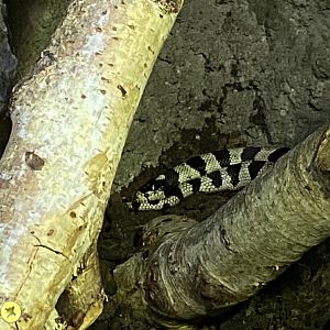 Reptile House - California kingsnake 030924