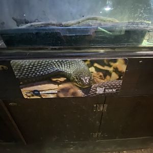 Reptile House exhibit 030924