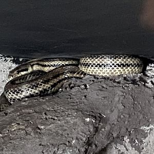 Reptile House - Four-lined ratsnake 030924