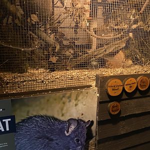 Black rat exhibit 030924