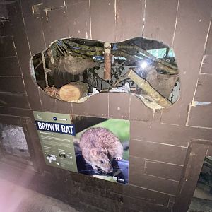 Brown rat exhibit 030924