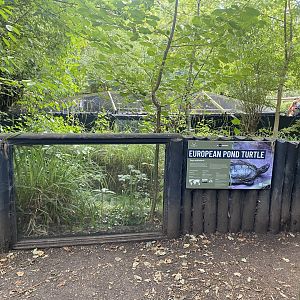 European pond turtle exhibit 030924