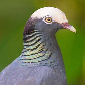White-Crowned Pigeon (Patagioenas Leucocephala)