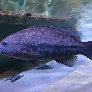 Island grouper (Mycteroperca fusca)