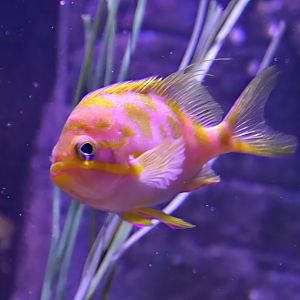 Checked swallowtail (Odontanthias borbonius)