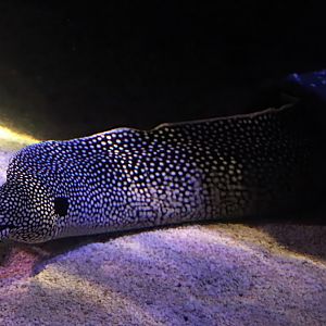 Blackear moray (Muraena melanotis)