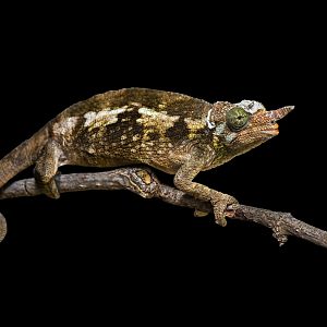 Chameleon ID - Zoopark Zájezd