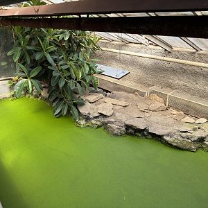 Nile crocodile enclosure - Stanice přírodovědců (Prague/Praha)