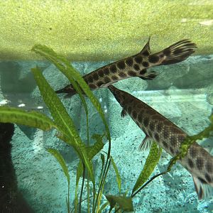 Spotted gars? - Stanice přírodovědců (Prague/Praha)