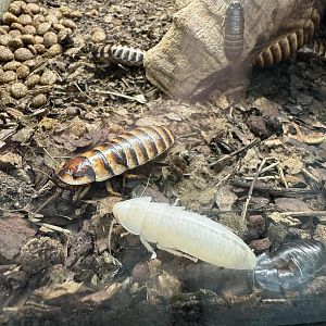 Madagascar hissing cockroaches - Stanice přírodovědců (Prague/Praha)