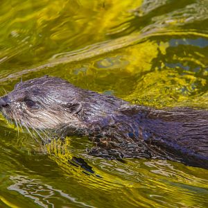 Asian Small-clawed Otter