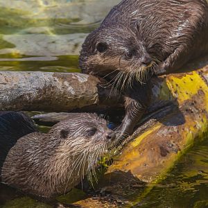 Asian Small-clawed Otter