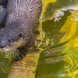 Asian Small-clawed Otter