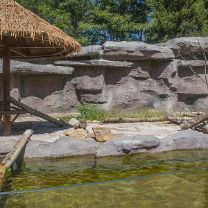 Outdoor exhibit of Asian small-clawed otters at Shenyang Forest Zoological Garden