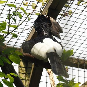 Eastern grey-cheeked hornbill (Bycanistes subcylindricus subquadratus), 2024-05-11