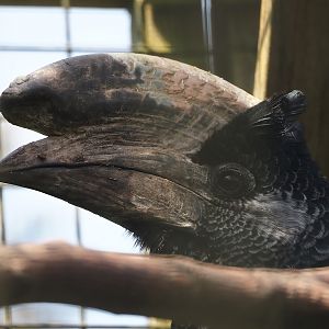 Eastern grey-cheeked hornbill (Bycanistes subcylindricus subquadratus), 2024-05-11