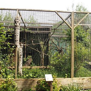 Von der Decken's hornbill aviary, 2024-05-11
