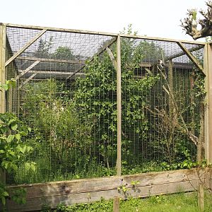 Von der Decken's hornbill aviary, 2024-05-11