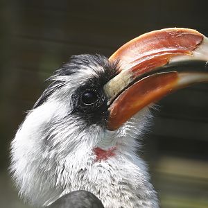 Von der Decken's hornbill (Tockus deckeni), 2024-05-11