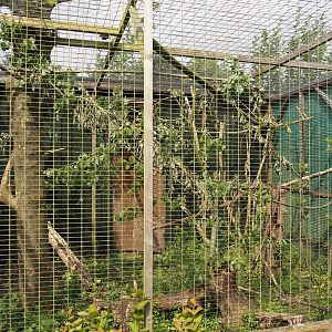Red-billed blue magpie aviary, 2024-05-11