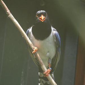 Red-billed blue magpie (Urocissa erythroryncha), 2024-05-11