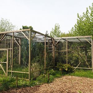 Aviaries, 2024-05-11