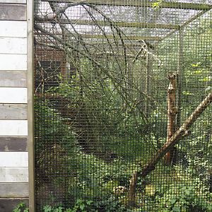 Siberian weasel exhibit, 2024-05-11
