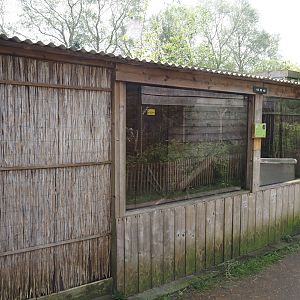 Yellow mongoose exhibit, 2024-05-11