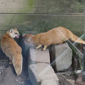 Yellow mongooses (Cynictis penicillata), 2024-05-11