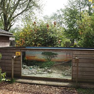 Dwarf mongoose exhibit, 2024-05-11
