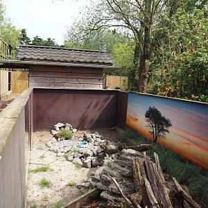 Dwarf mongoose exhibit, 2024-05-11