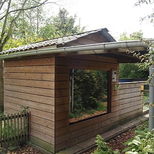 Dwarf mongoose exhibit, 2024-05-11