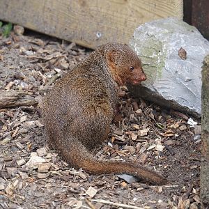 Dwarf mongoose (Helogale parvula), 2024-05-11