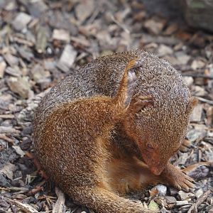 Dwarf mongoose (Helogale parvula), 2024-05-11