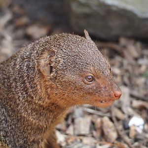 Dwarf mongoose (Helogale parvula), 2024-05-11