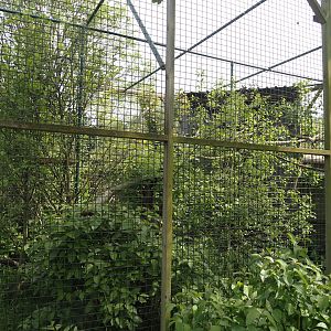 Raven aviary, 2024-05-11