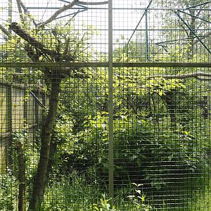 Raven aviary, 2024-05-11