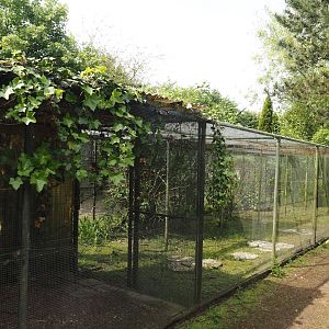 Grey-capped emerald dove and Vietnam pheasant aviary, 2024-05-11