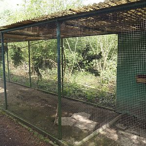 Grey-capped emerald dove and Vietnam pheasant aviary, 2024-05-11