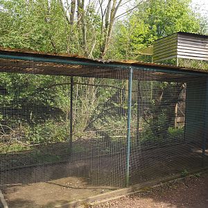 Grey-capped emerald dove and Vietnam pheasant aviary, 2024-05-11