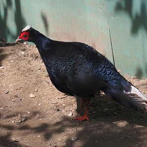 Vietnamese pheasant (Lophura edwardsi "hatinhensis"), 2024-05-11