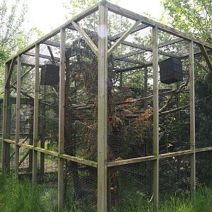 Red-flanked variegated squirrel exhibit, 2024-05-11